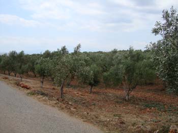 Oliven Plantage