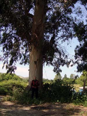  Eukalyptus