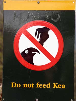 No feed Kea