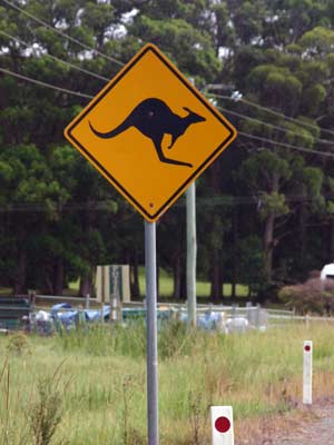 Vorsicht Känguruhs