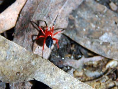 Rote Spinne