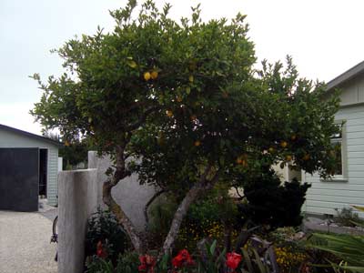 Zitronenbaum in Rowans Garten