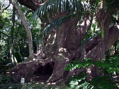 2000 Jahre alter Bestattungsbaum