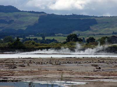 Geothermal Felder mit Möwen
