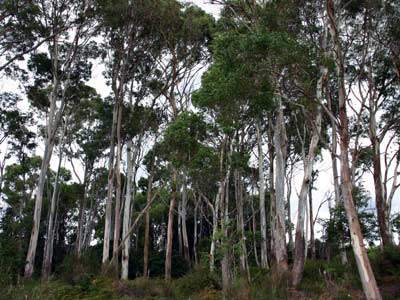 Eukalyptus Wald