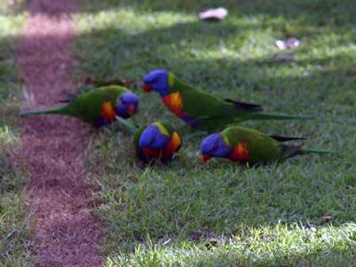 Vogelwelt des Campingplatzes