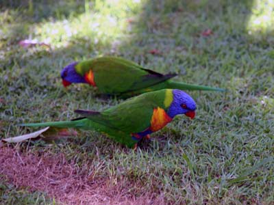 Vogelwelt des Campingplatzes
