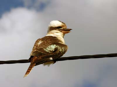 Vogelwelt des Campingplatzes