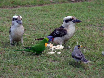 Vogelwelt des Campingplatzes
